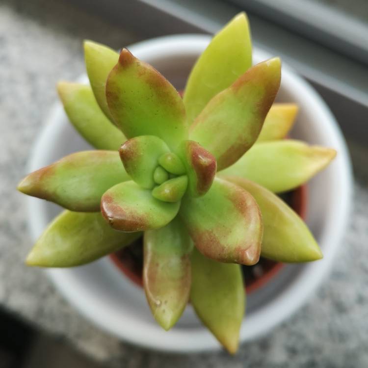 plant image 1464868