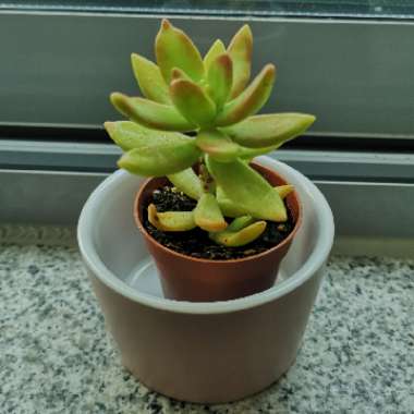 gizmah's plant