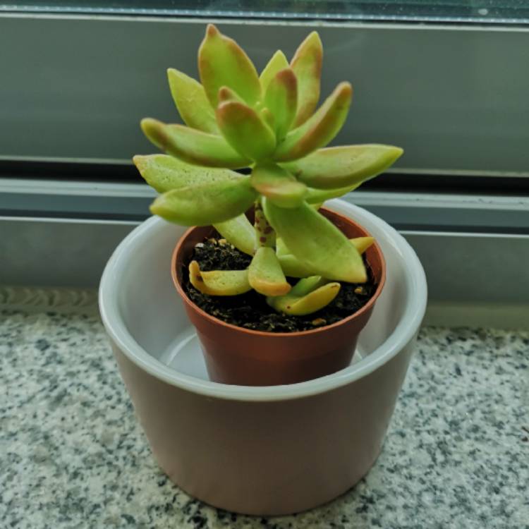 plant image 1464870
