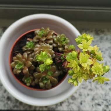 Cremnosedum 'Little Gem'