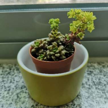 Cremnosedum 'Little Gem'