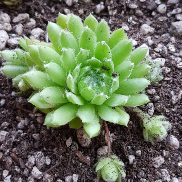 plant image 575411