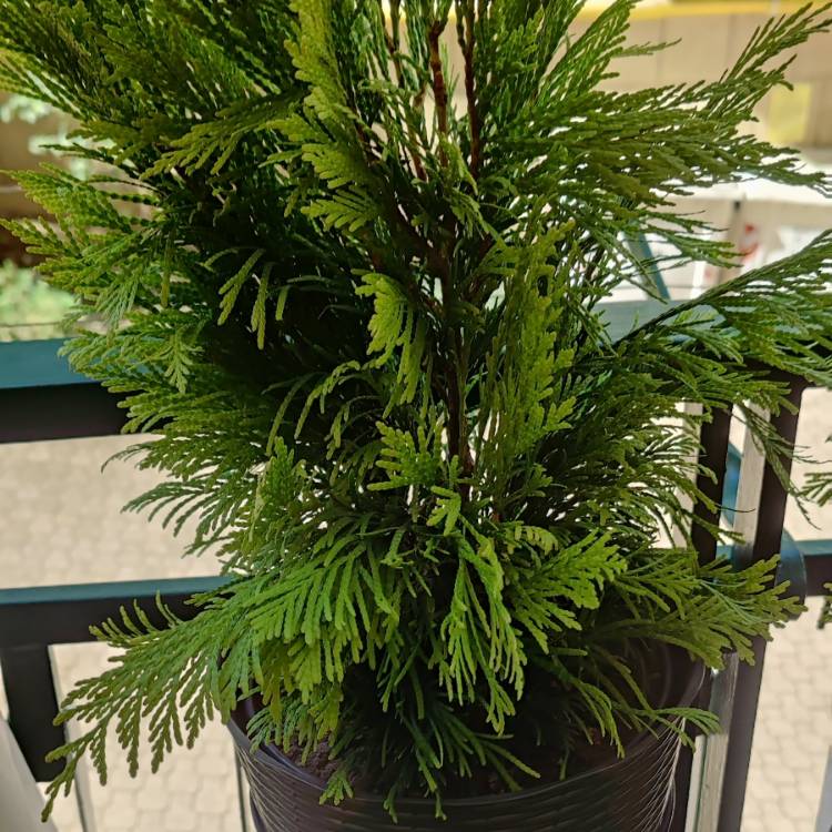 Plant image Thuja plicata 'Forever Goldy'