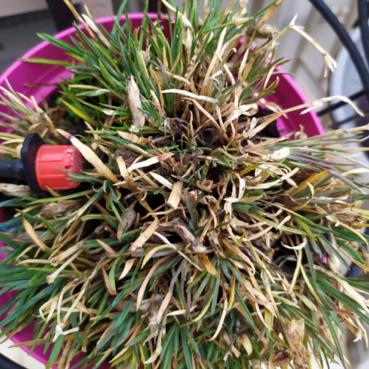Plant image Dianthus caryophyllus 'Peman'