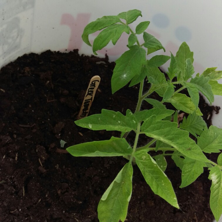 Plant image Solanum Lycopersicum 'Thessaloniki'