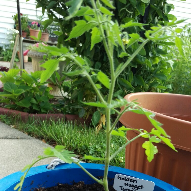 Solanum Lycopersicum var. cerasiforme 'Golden Nugget'