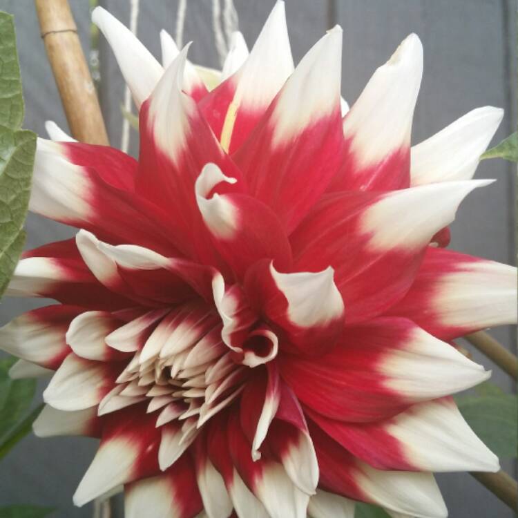 plant image 512770
