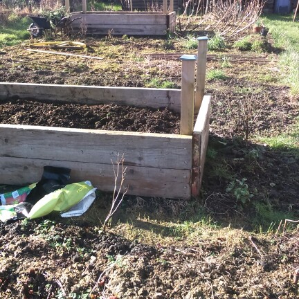 David's garden