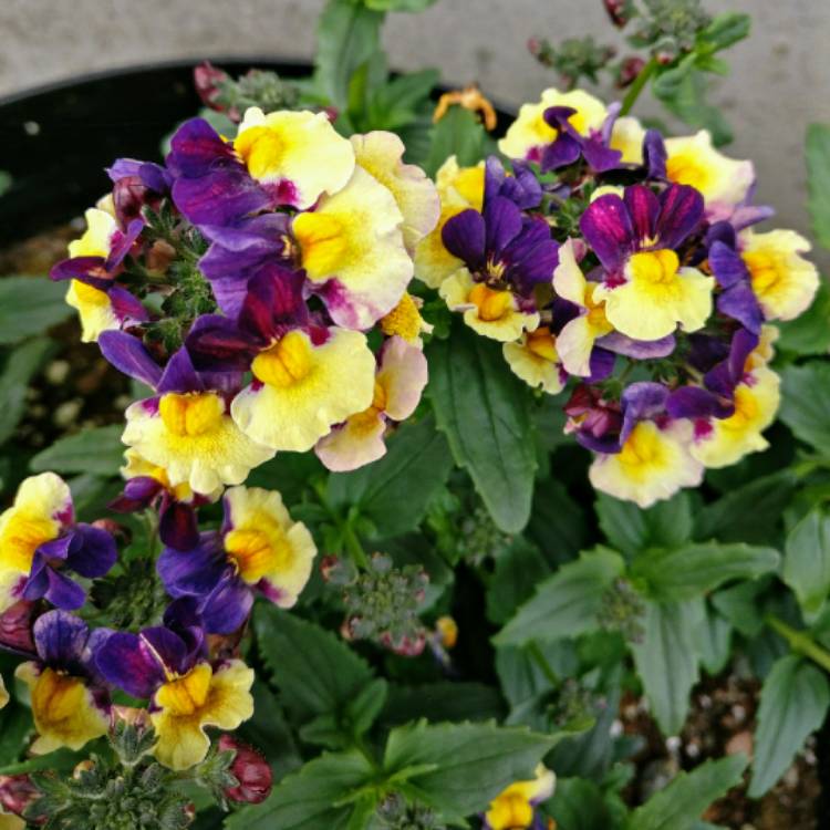 Plant image Nemesia Aroma 'Plums and Custard'