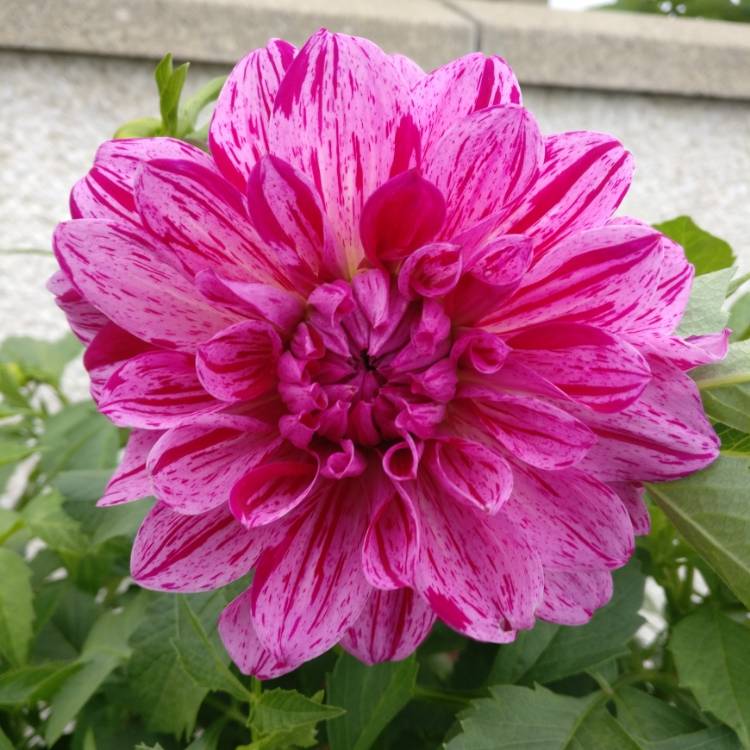plant image 837662