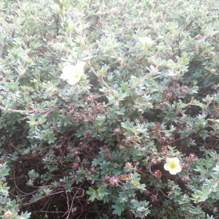plant image 463035