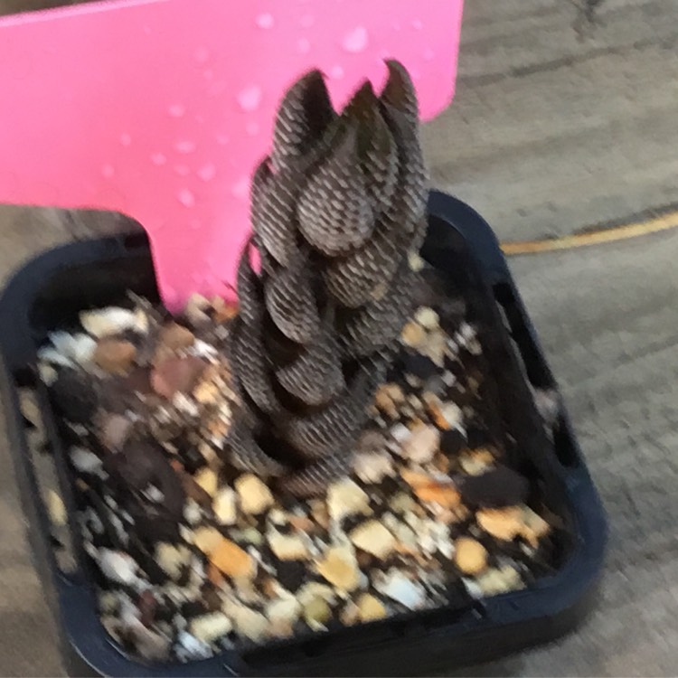 Plant image Haworthia Coarctata