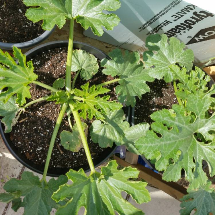 plant image 1089612 plant image 1089612