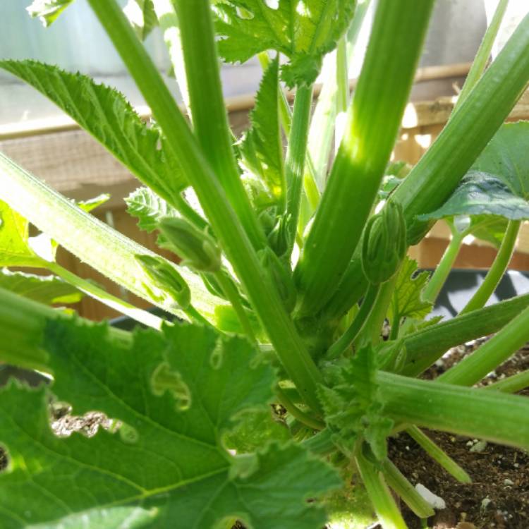 plant image 1094635 plant image 1094635