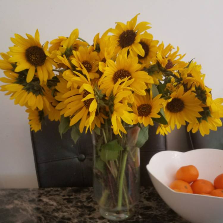 plant image 1121876