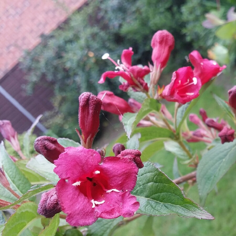 Plant image Weigela 'Eva Rathke'