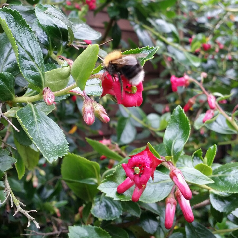 Plant image Escallonia rubra var. macrantha 'Crimson Spire'