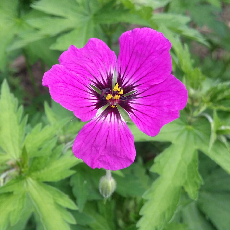 Plant image Geranium 'Patricia'