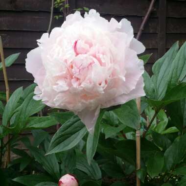 Peony 'Lady Orchid' (Herbaceous)