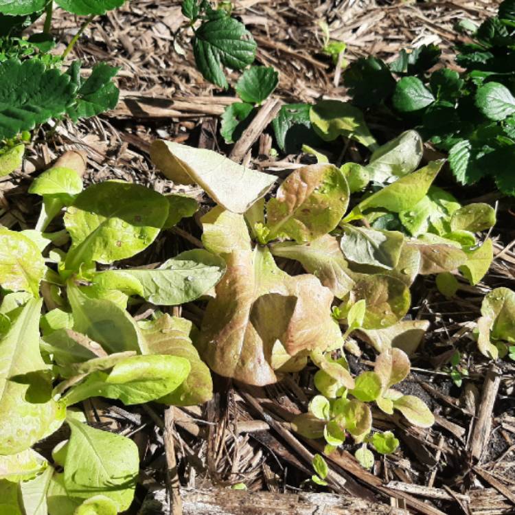Plant image Lactuca sativa 'Midnight Ruffles'