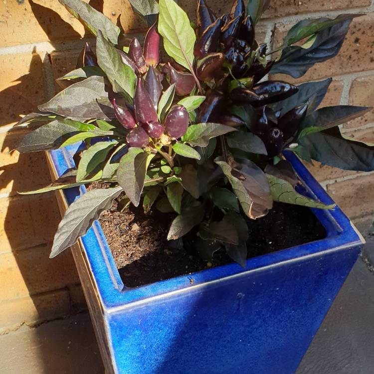 Plant image Capsicum annuum var. annuum 'Shishito'