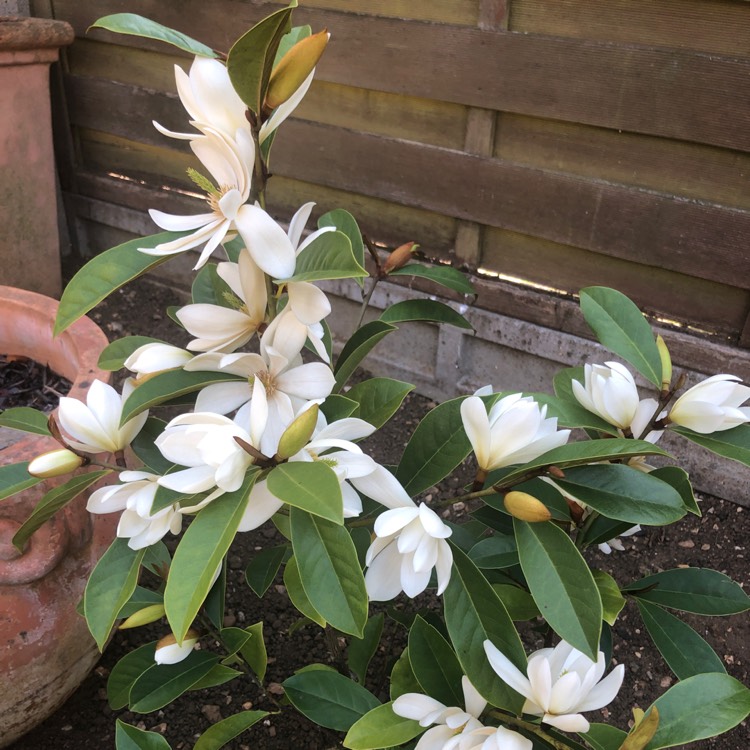 Plant image Michelia 'Fairy White' syn. Magnolia 'Fairy White'