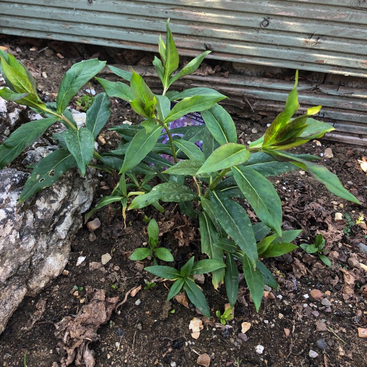 Plant image Phlox paniculata 'Purple Kiss'