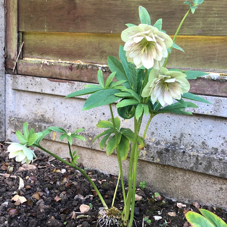 plant image 1280435