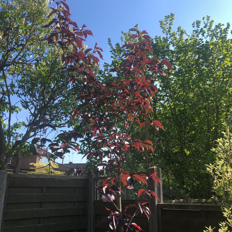 Plant image Prunus 'Royal Burgundy'