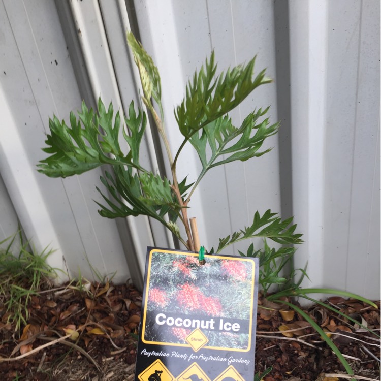 Plant image Grevillea 'Coconut Ice'