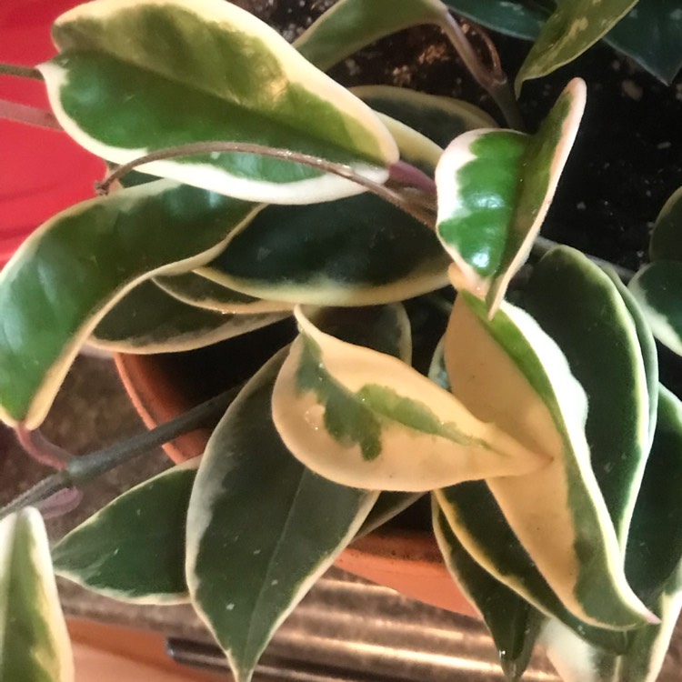 Plant image Hoya carnosa 'Rubra'