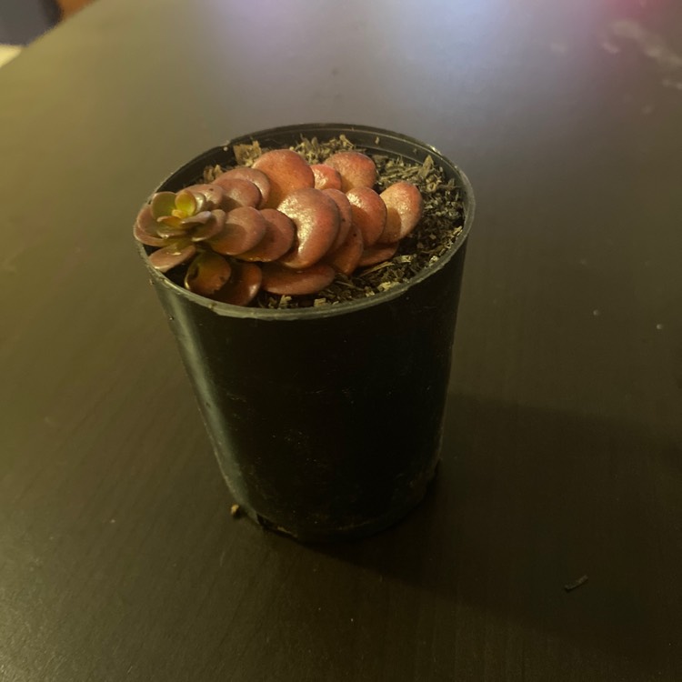 Plant image Sedum spurium  'Chocolate Blob'