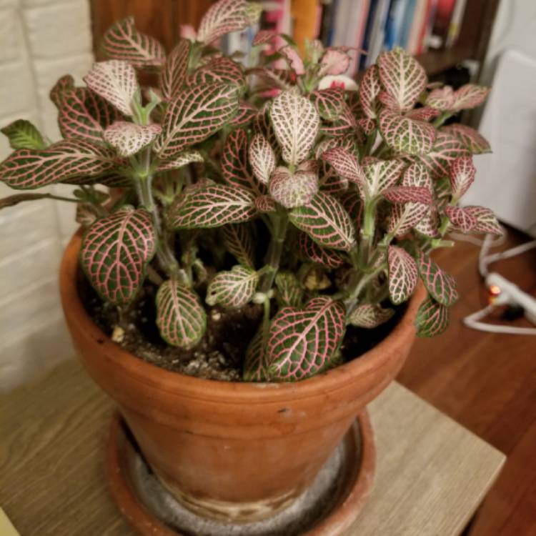 Plant image Fittonia Verschaffeltii 'Pink Angel'
