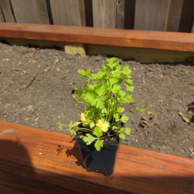 plant image 1300220
