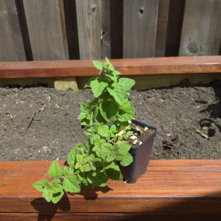 plant image 1300222
