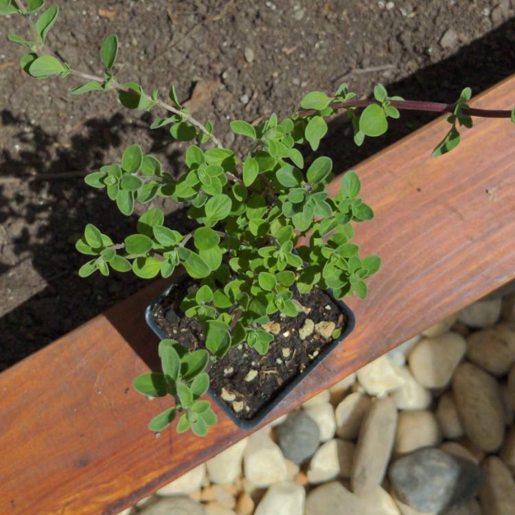 plant image 1300235