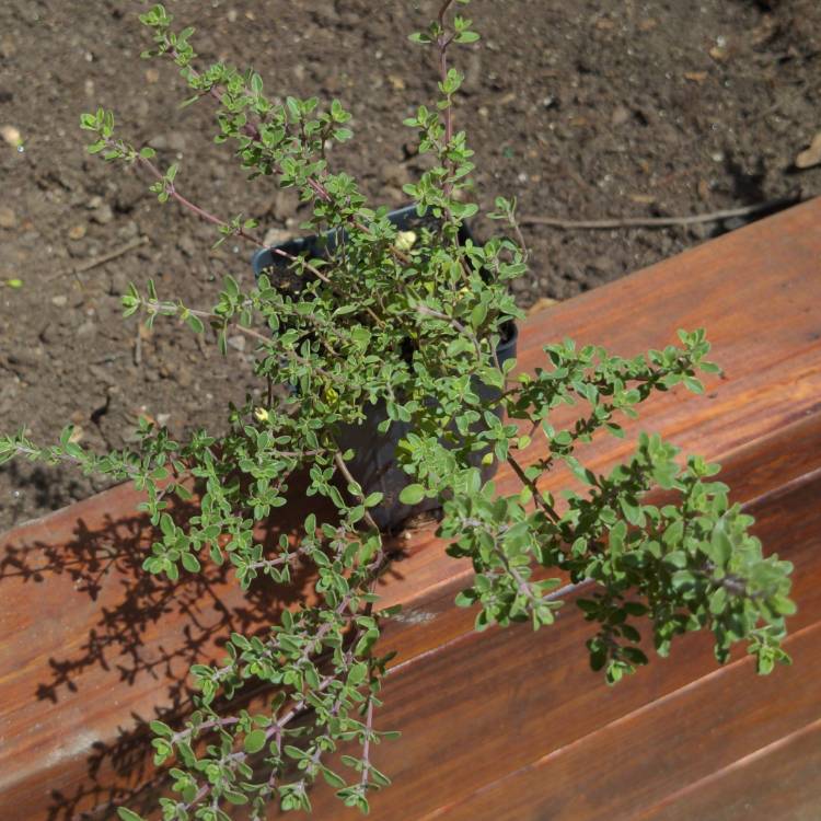plant image 1300239