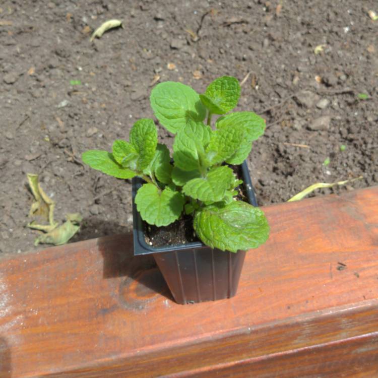plant image 1300254