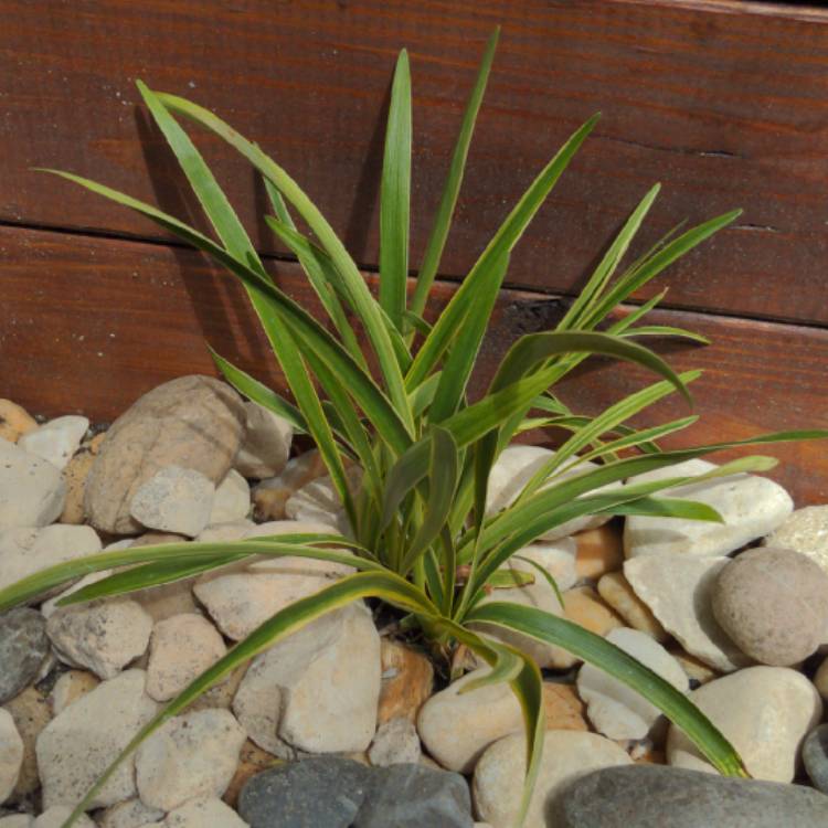plant image 1300260
