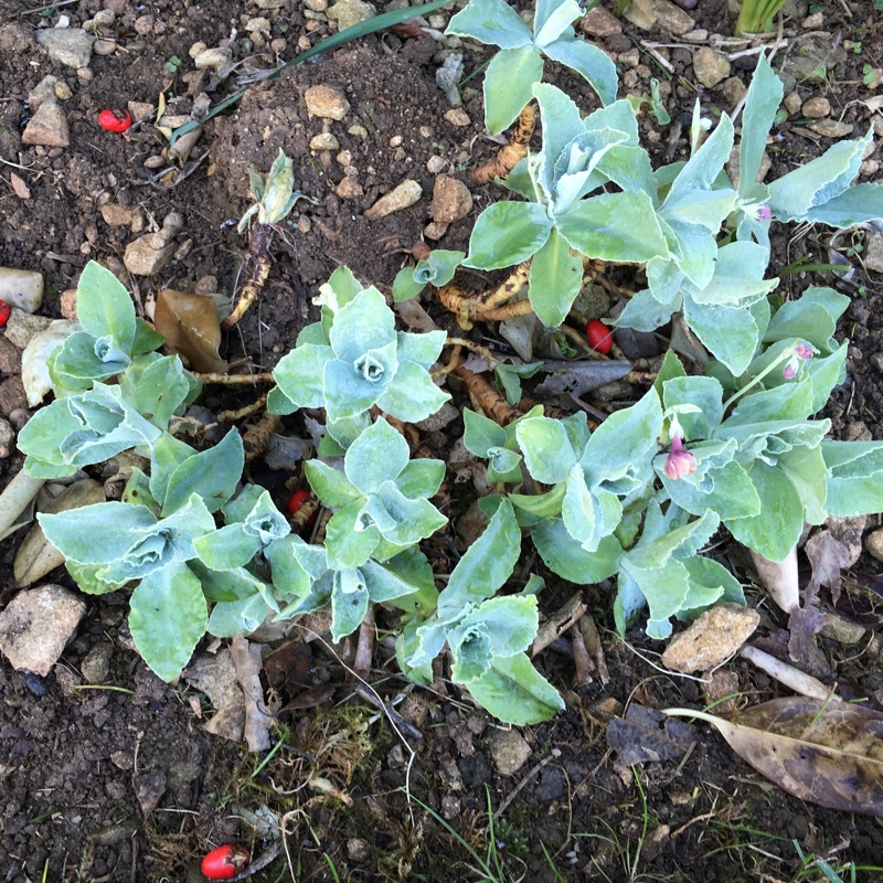 plant image 107079