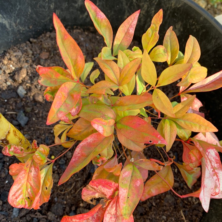 Plant image Nandina domestica 'Fire Power'