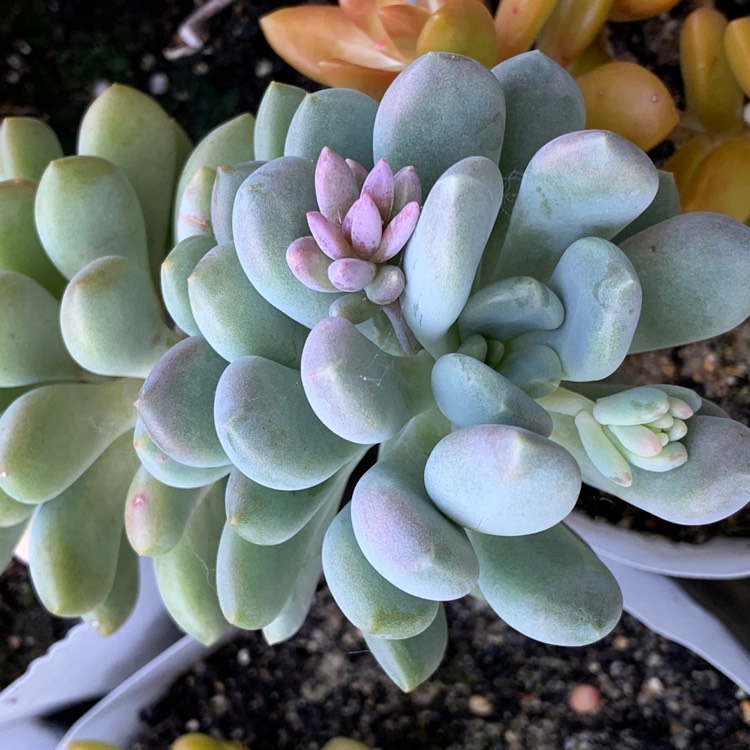 plant image 1315063 plant image 1315063