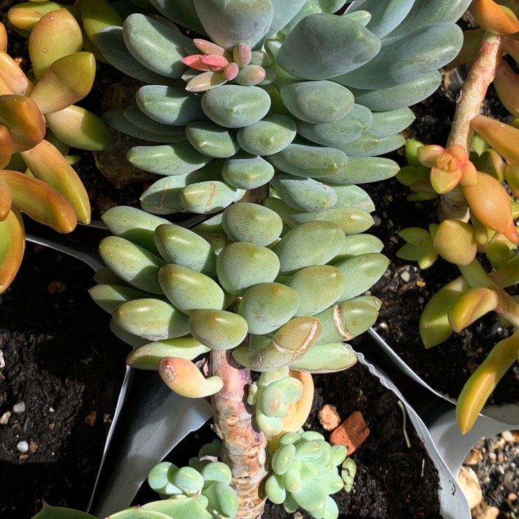 plant image 1353707 plant image 1353707
