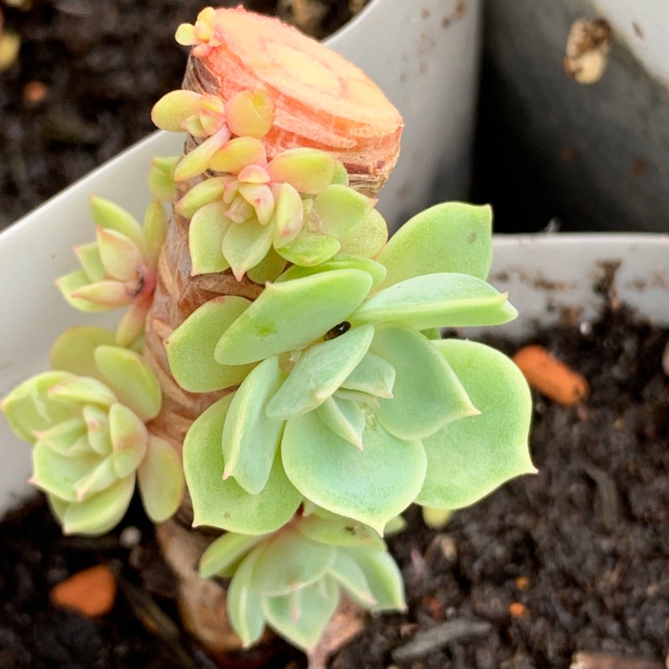 plant image 1377238 plant image 1377238