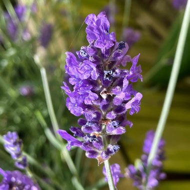 Lavender