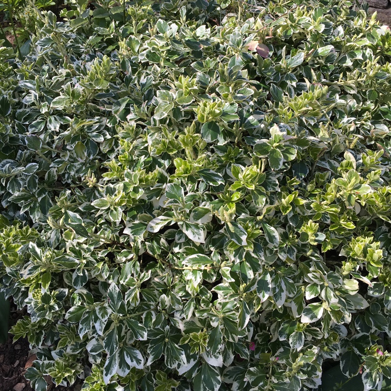 plant image 57589 plant image 57589