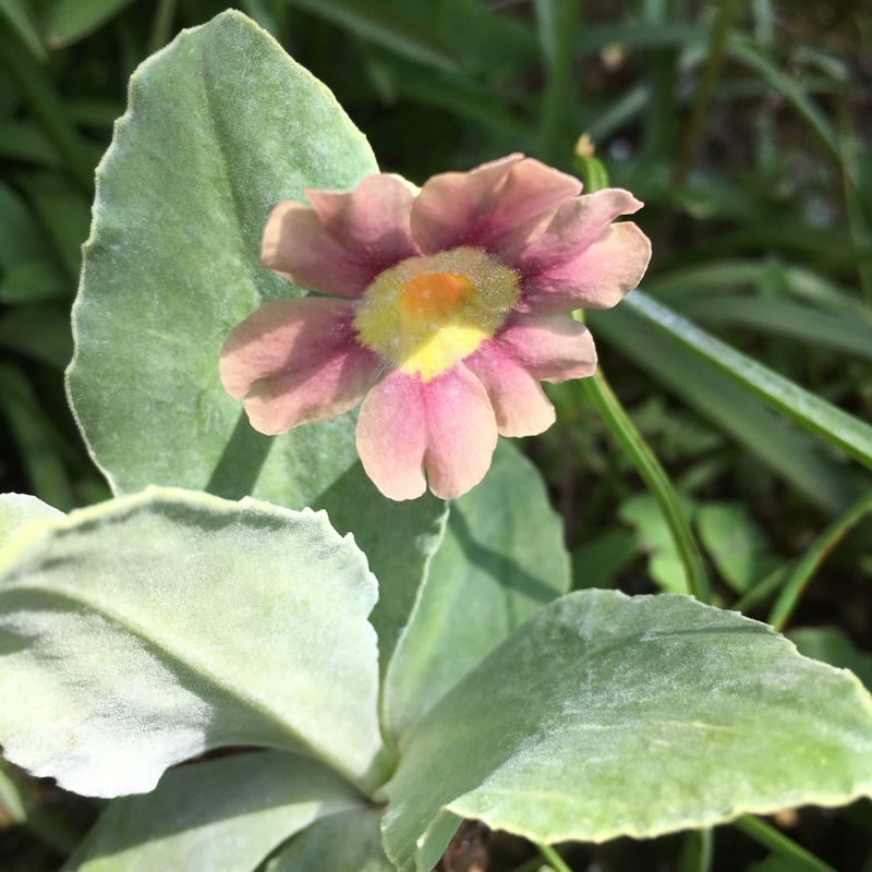 plant image 62159