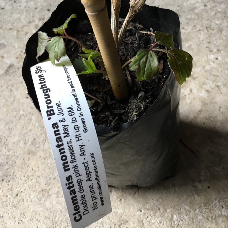 plant image 652992 plant image 652992