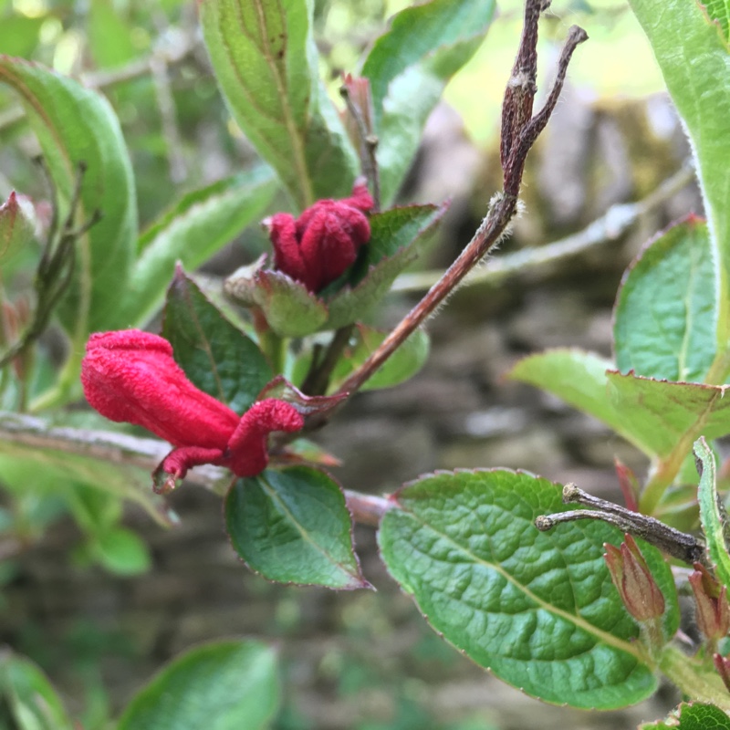 plant image 74255 plant image 74255