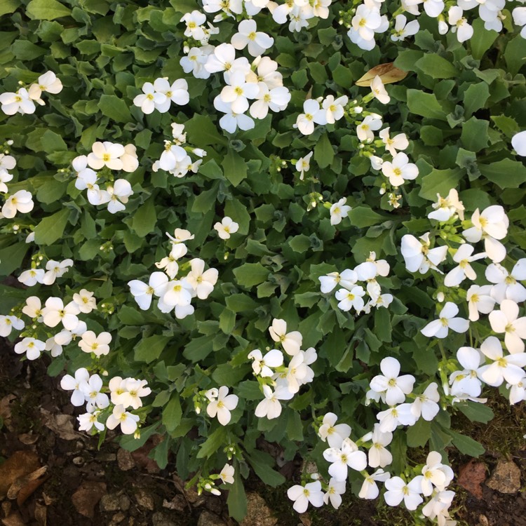 plant image 969049